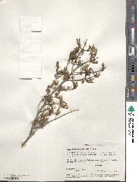 Cneoridium dumosum image