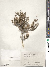 Cneoridium dumosum image