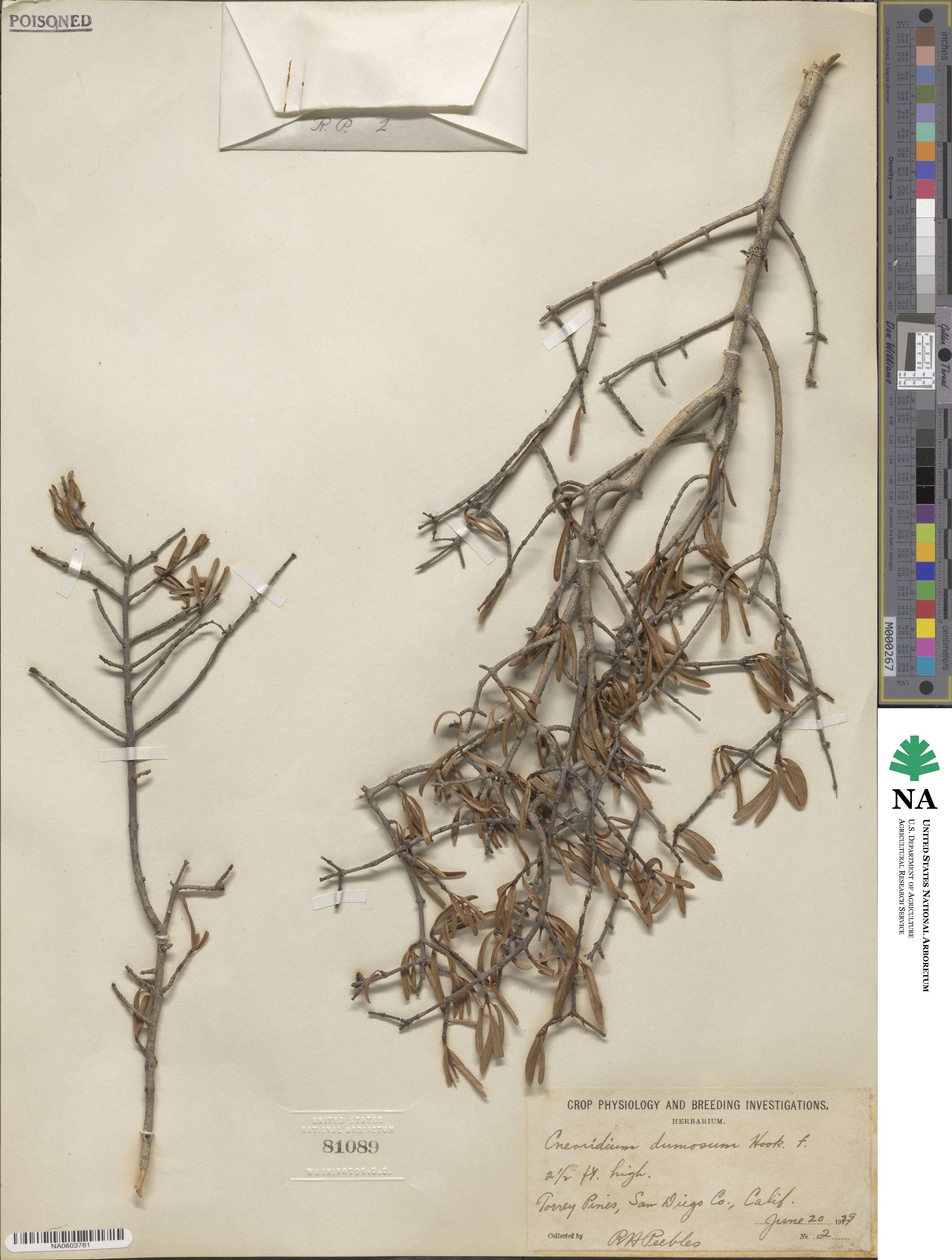 Cneoridium dumosum image