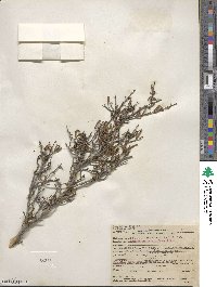 Cneoridium dumosum image