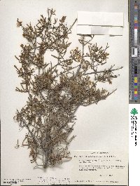 Cneoridium dumosum image