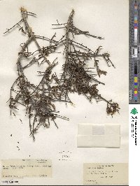 Cneoridium dumosum image