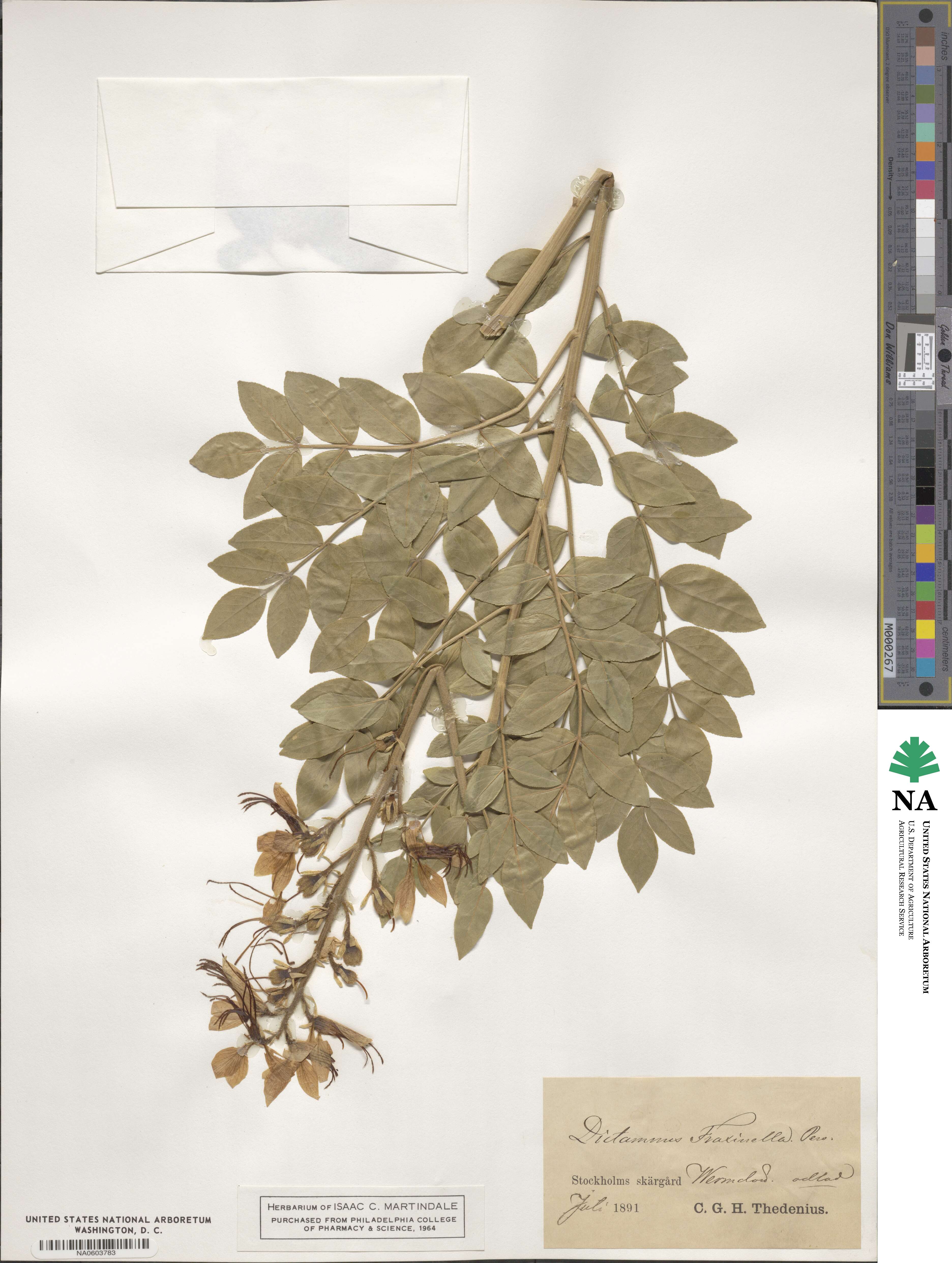 Dictamnus albus image