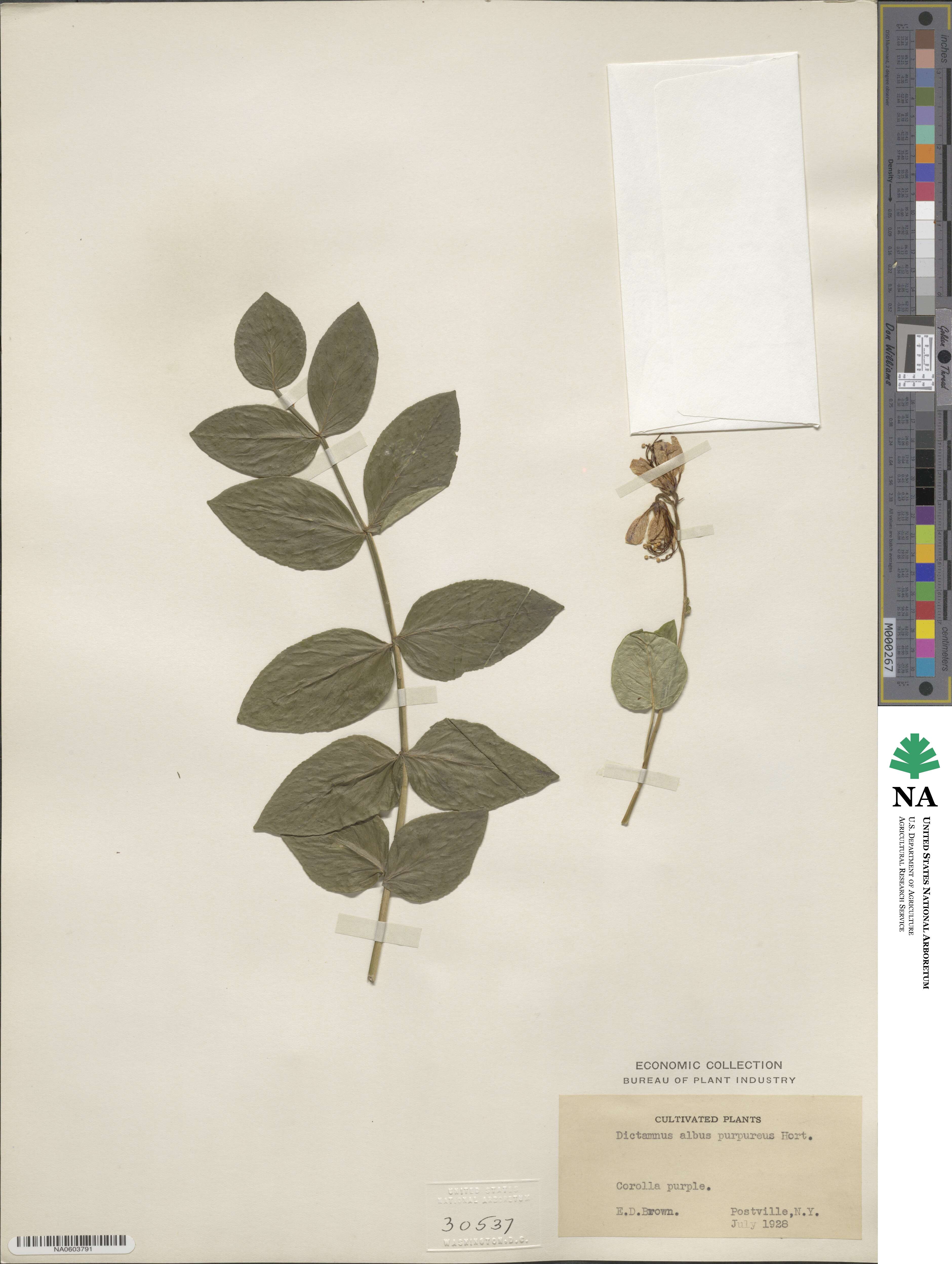 Dictamnus albus image