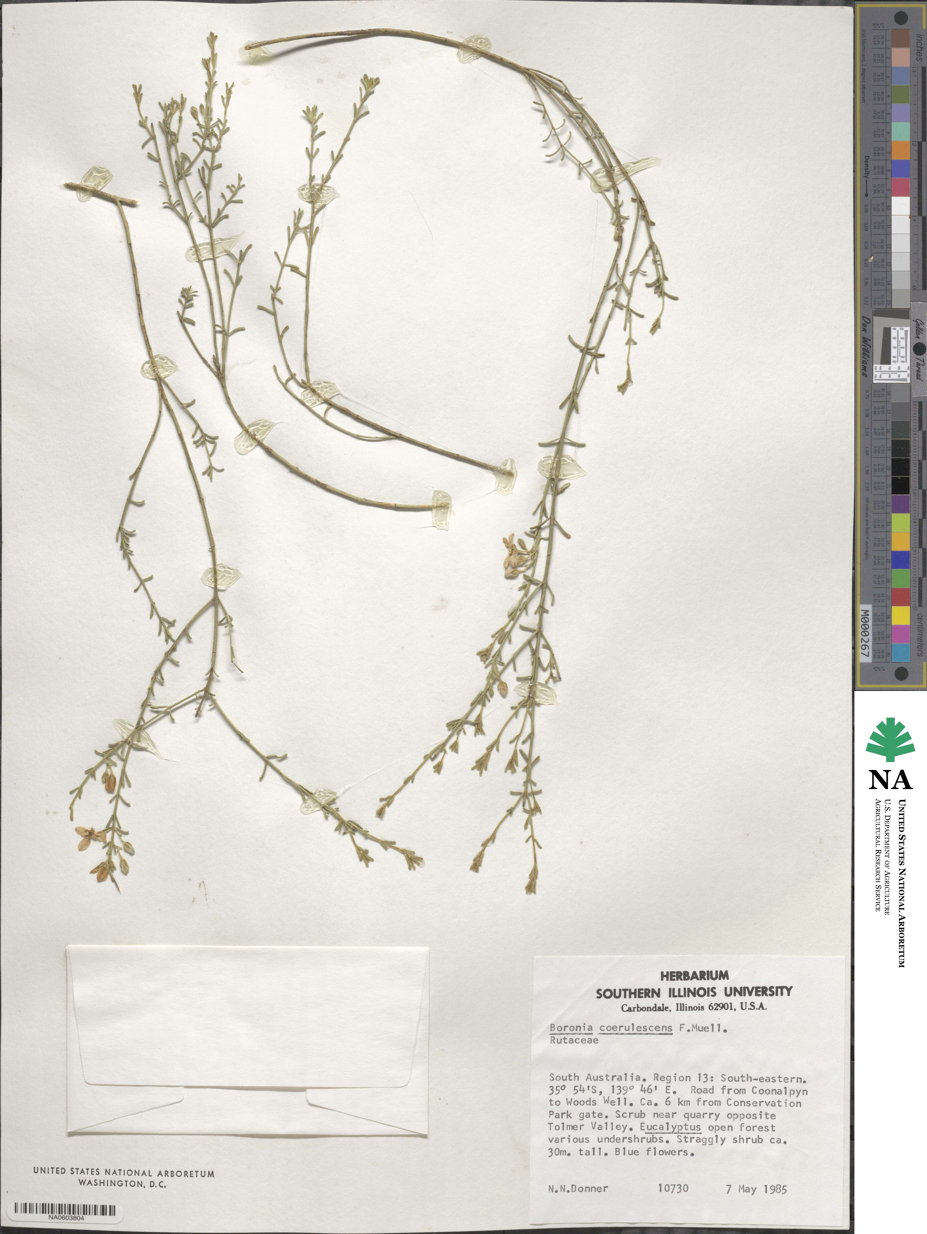 Cyanothamnus coerulescens image