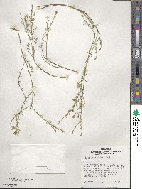 Cyanothamnus coerulescens subsp. coerulescens image