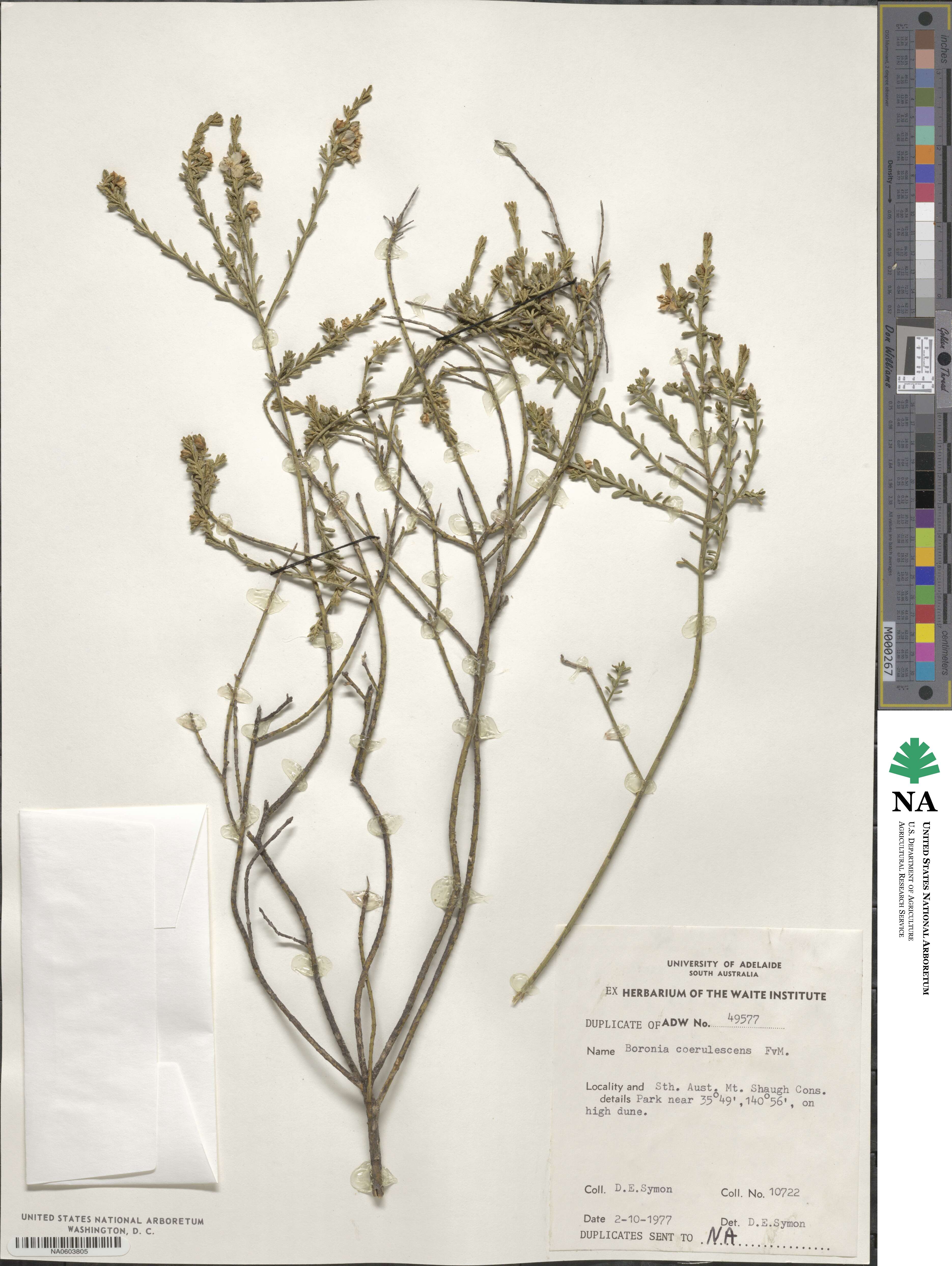 Cyanothamnus coerulescens image