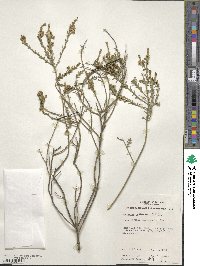 Cyanothamnus coerulescens image