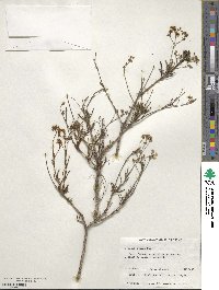 Image of Boronia cymosa