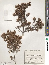 Image of Boronia floribunda