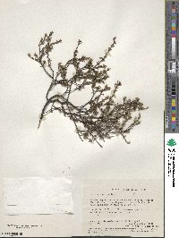 Image of Boronia inornata