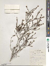 Boronia inornata image