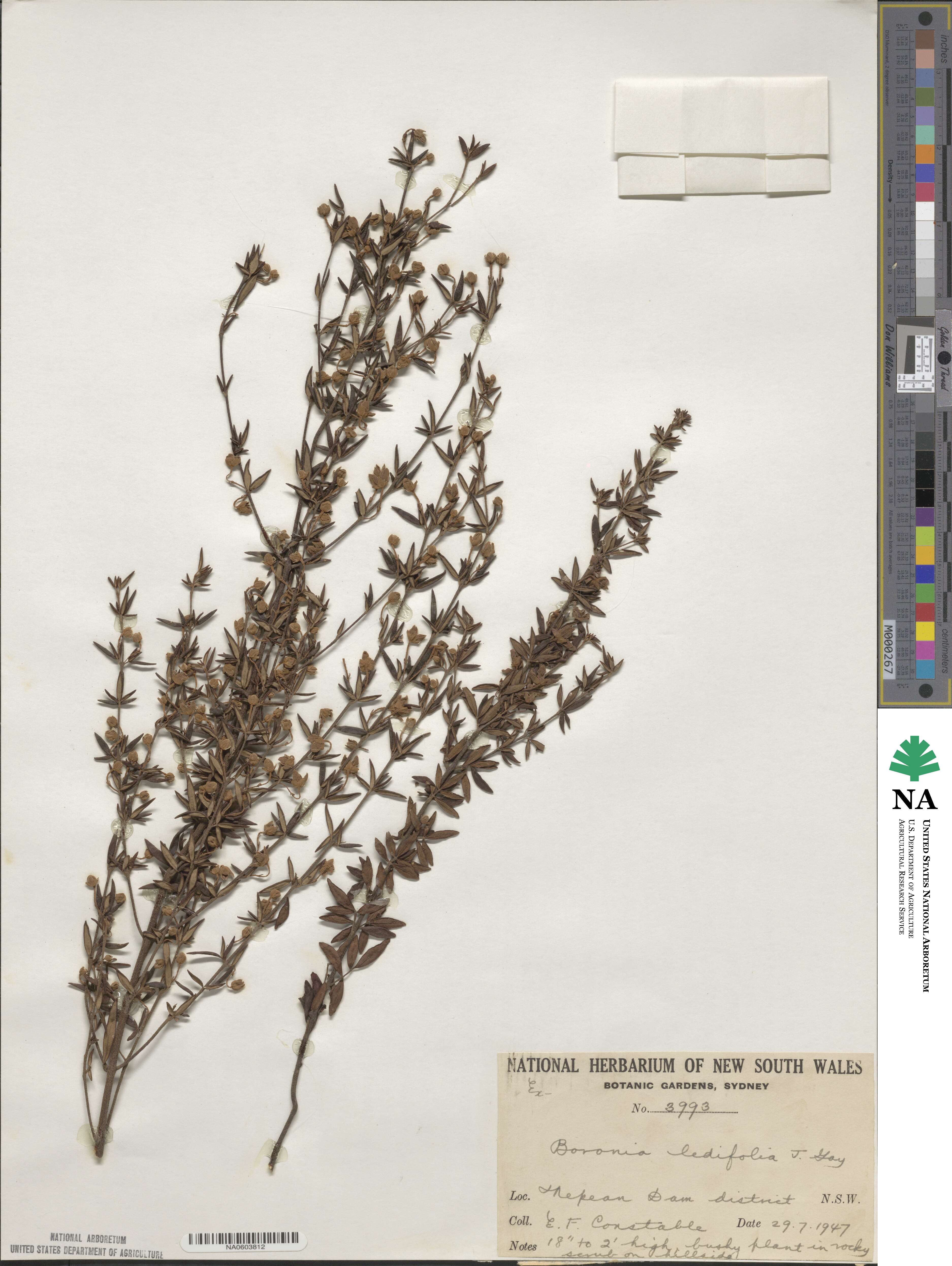 Boronia ledifolia image