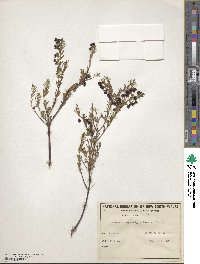 Image of Boronia megastigma