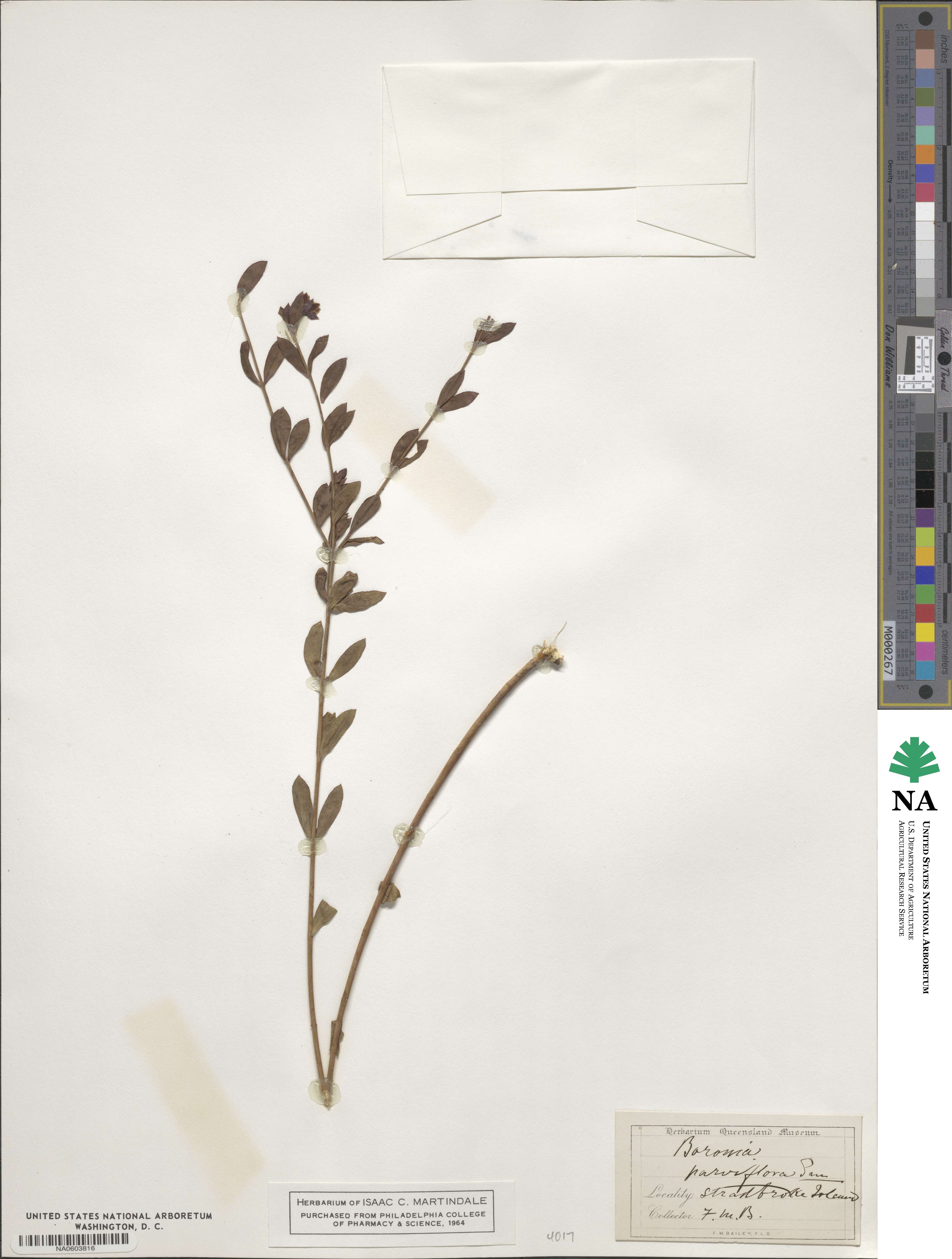 Boronia parviflora image