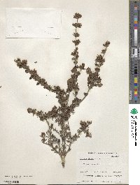 Image of Boronia pilosa