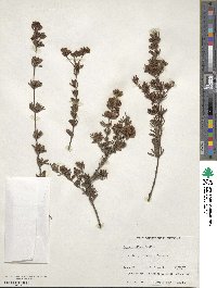 Boronia pilosa image