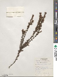 Boronia pilosa image