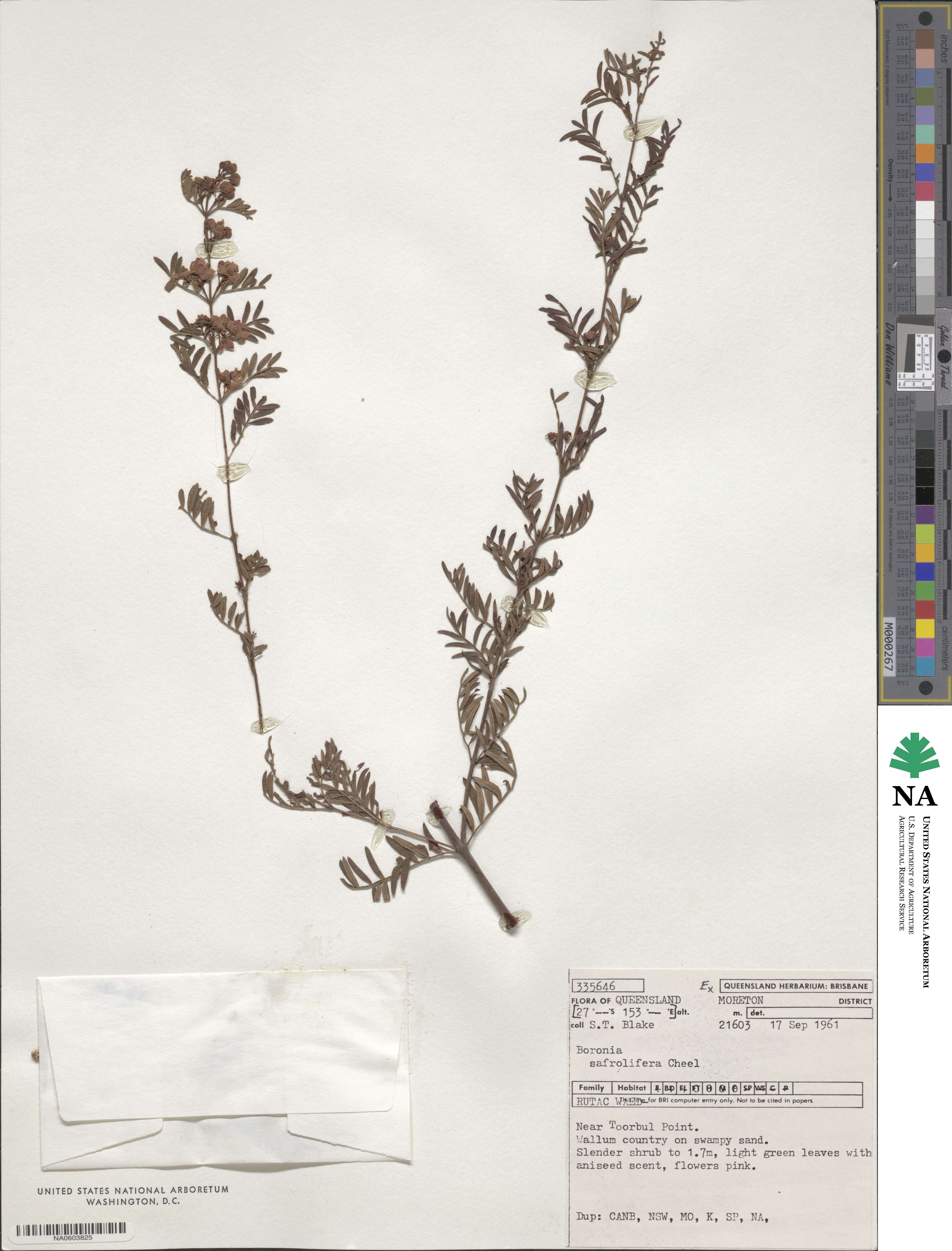 Boronia safrolifera image