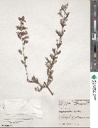 Image of Boronia safrolifera