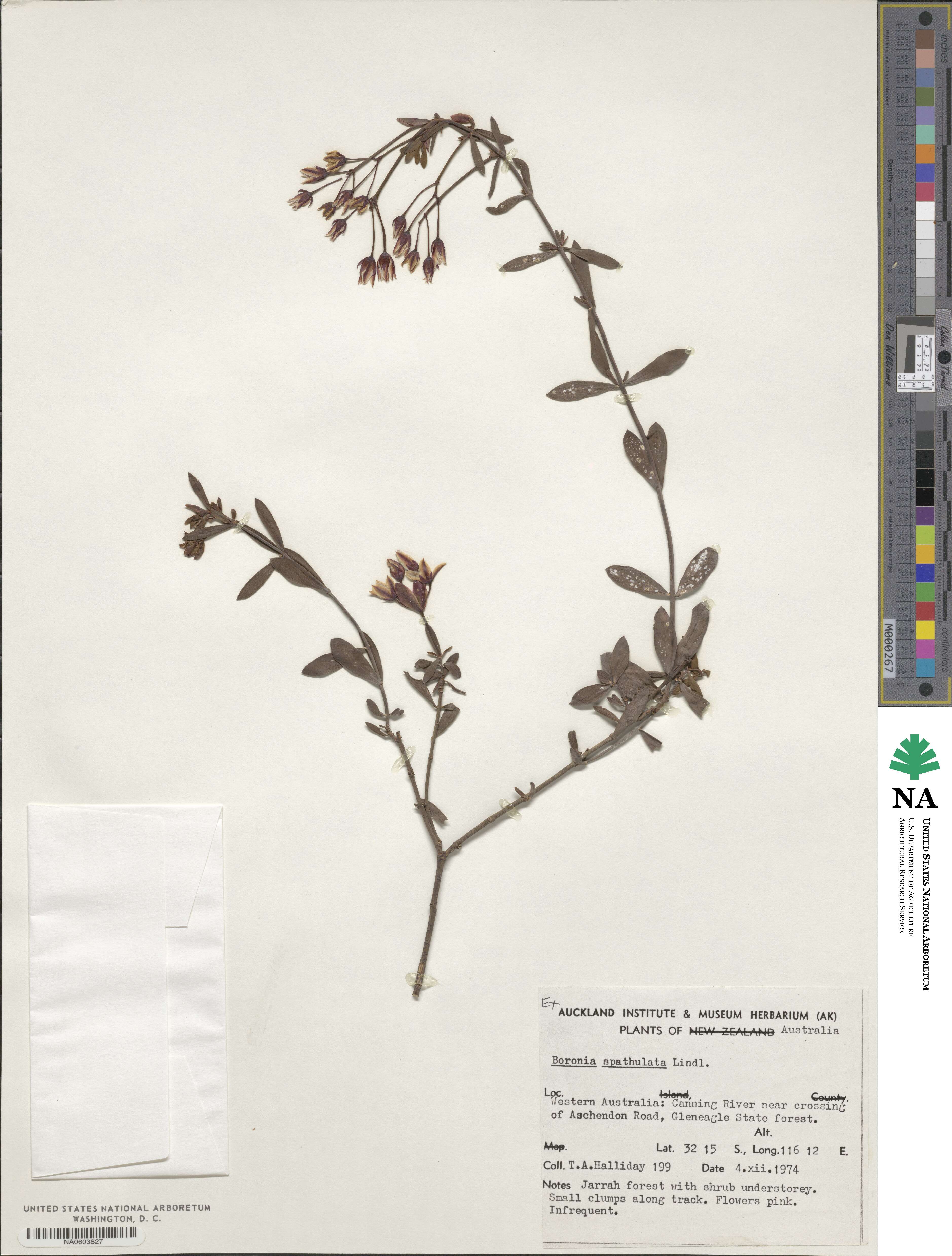 Boronia spathulata image