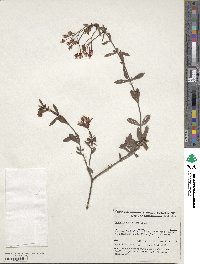 Image of Boronia spathulata