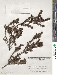 Image of Boronia subulifolia