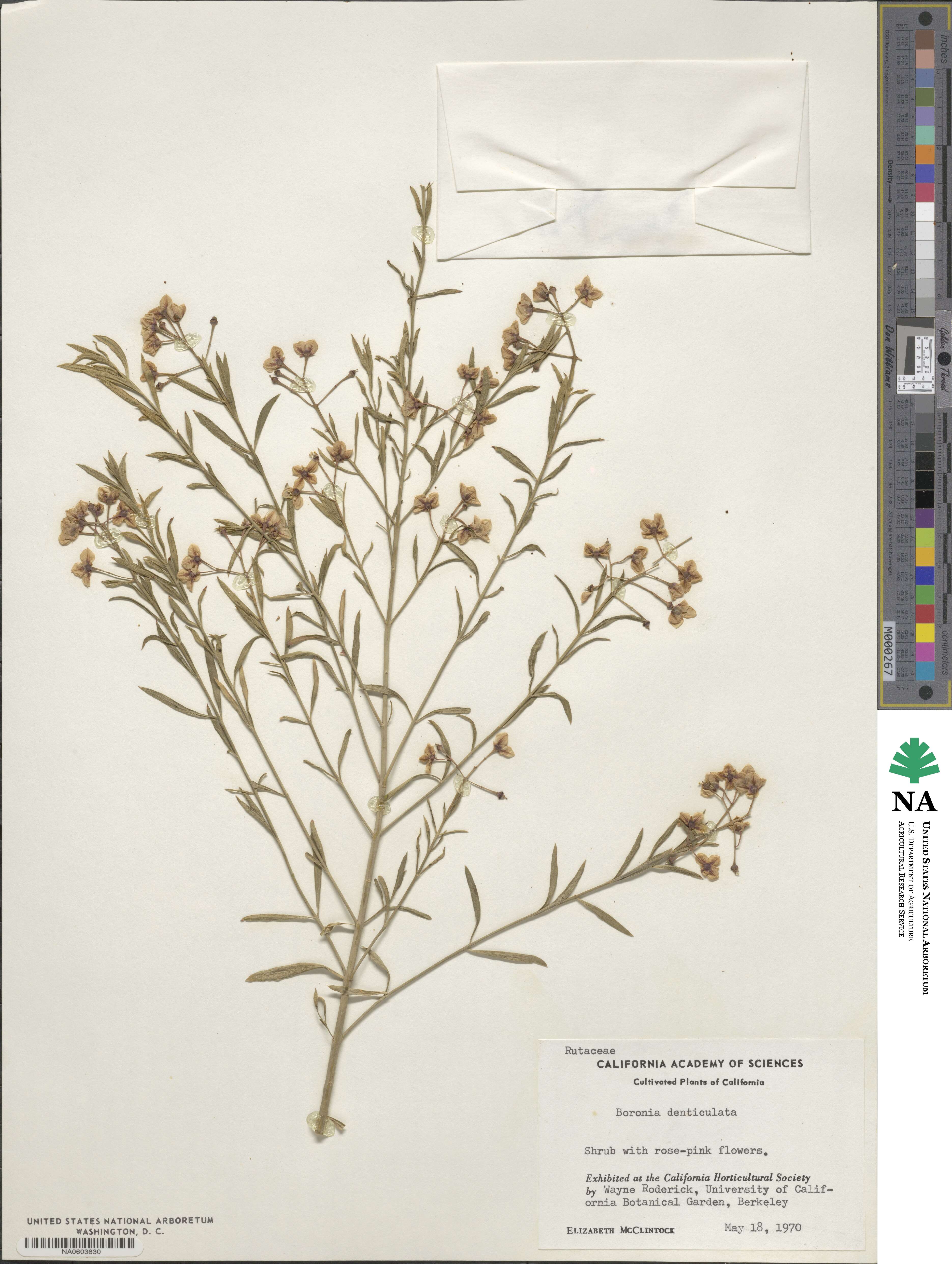 Boronia denticulata image