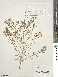 Image of Boronia denticulata