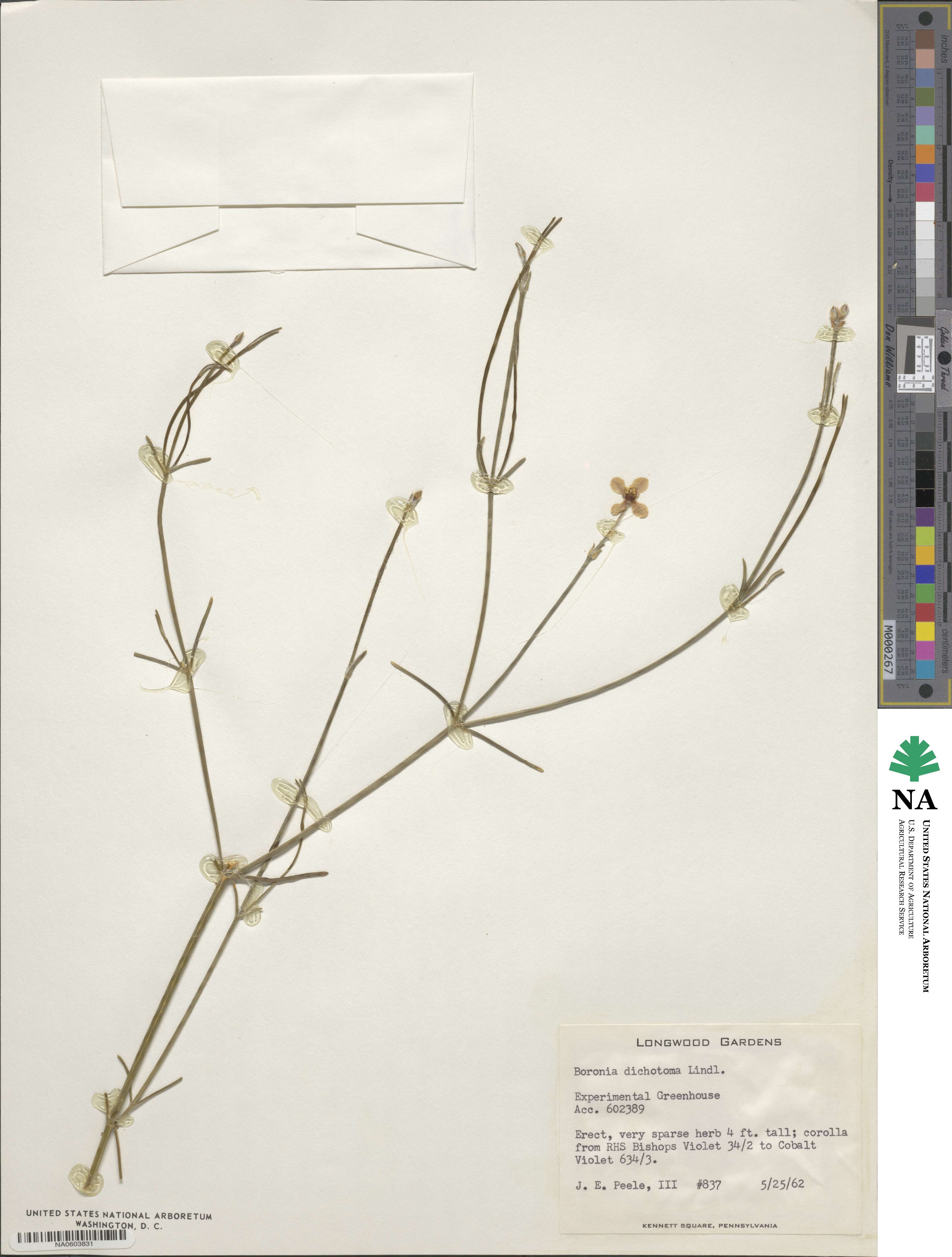 Boronia dichotoma image