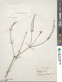 Image of Boronia dichotoma