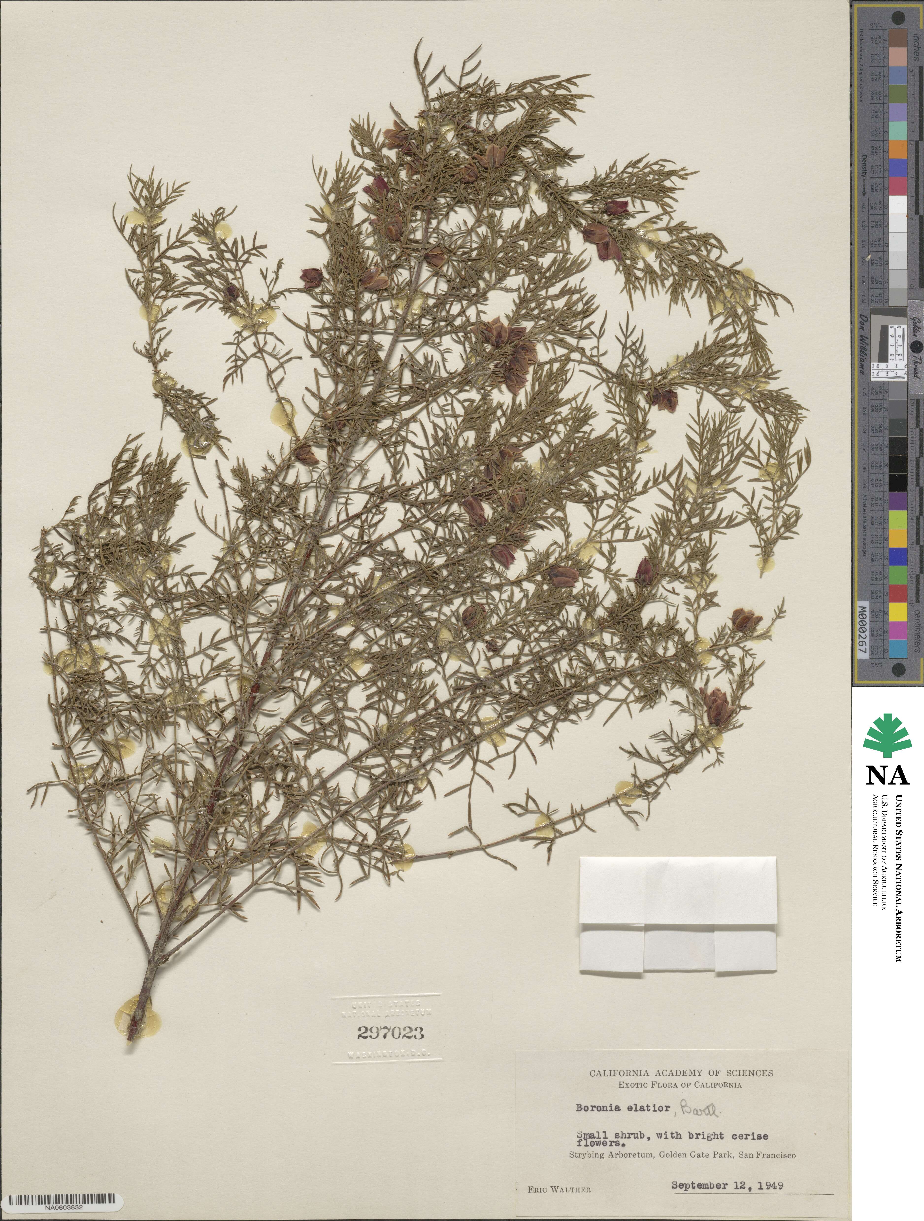 Boronia molloyae image