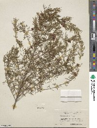 Image of Boronia molloyae