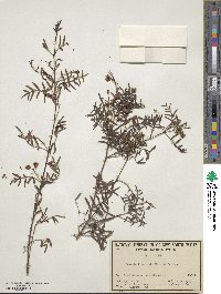 Boronia floribunda image