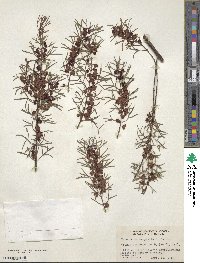 Image of Boronia heterophylla