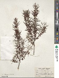 Boronia heterophylla image