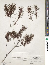 Boronia heterophylla image