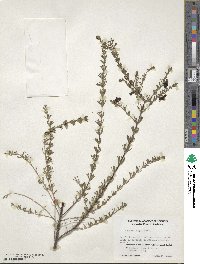 Boronia megastigma image