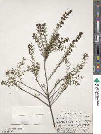 Boronia megastigma image