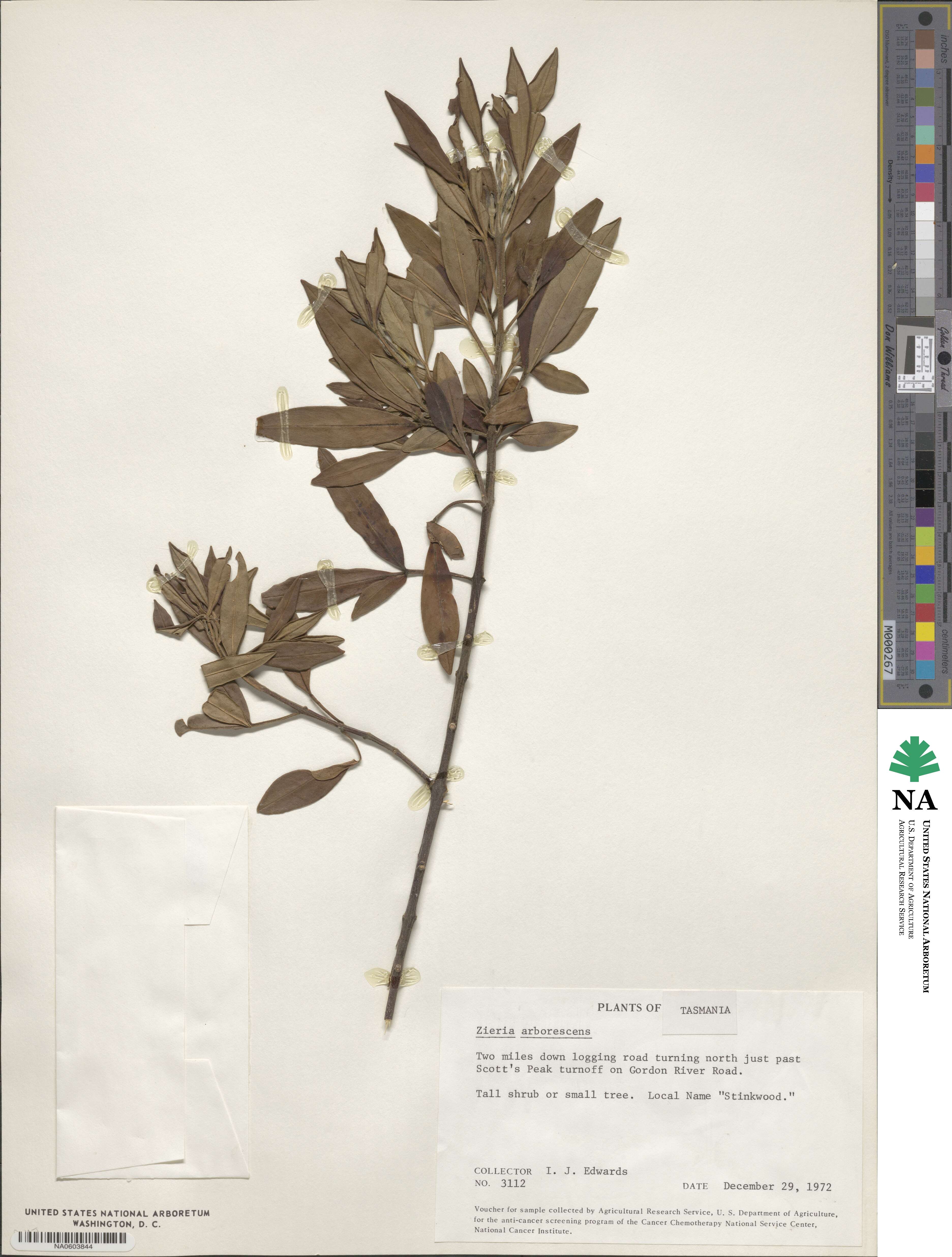 Zieria arborescens image