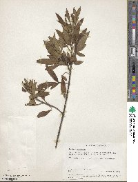 Image of Zieria arborescens