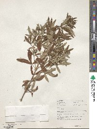 Image of Zieria smithii