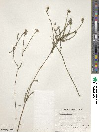 Image of Eriostemon nodiflorus