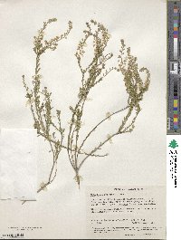 Philotheca spicata image