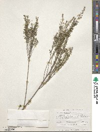 Philotheca spicata image