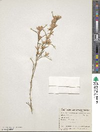 Crowea angustifolia image