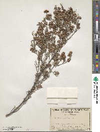 Phebalium squamulosum image