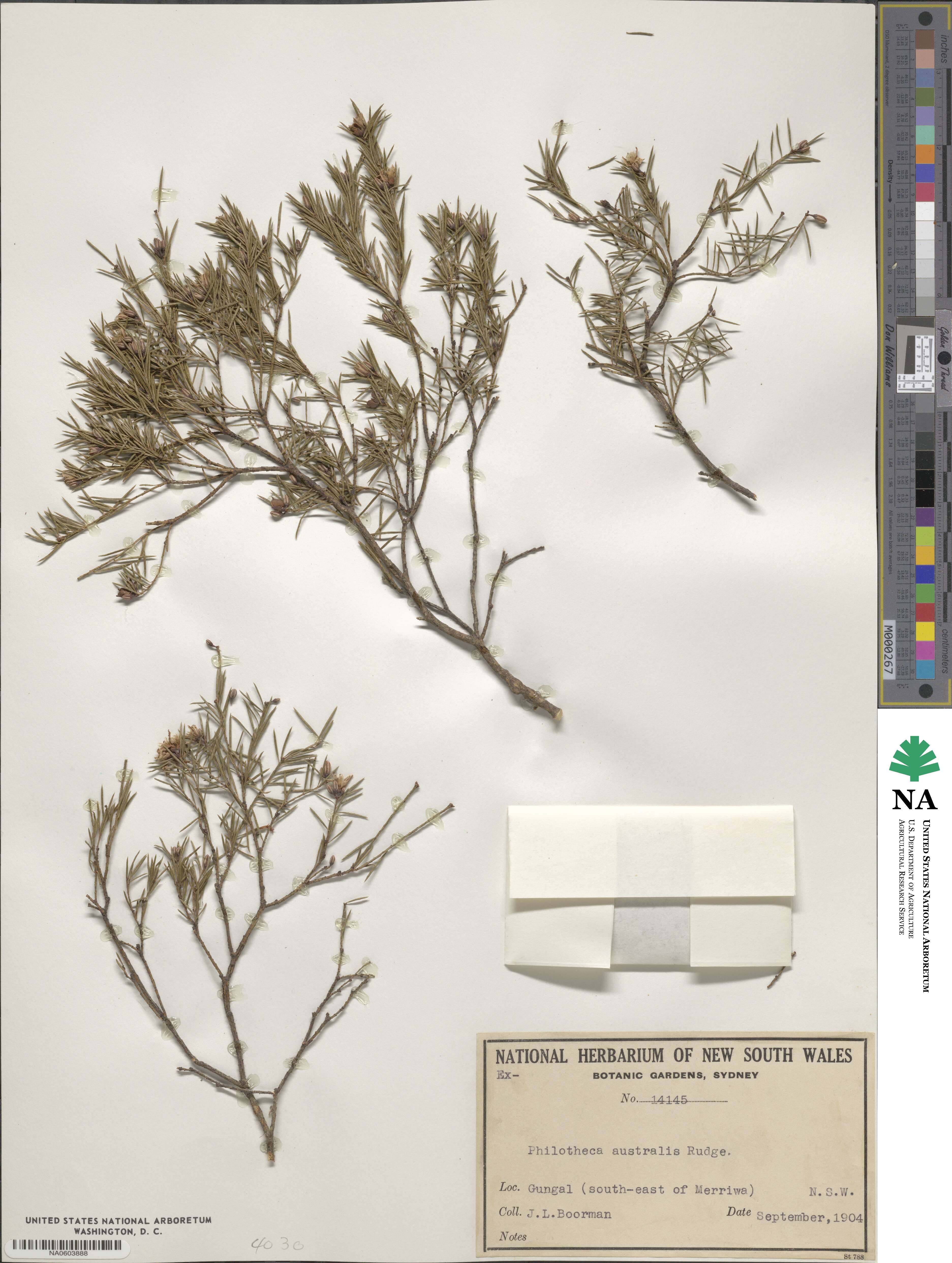 Philotheca ciliata image