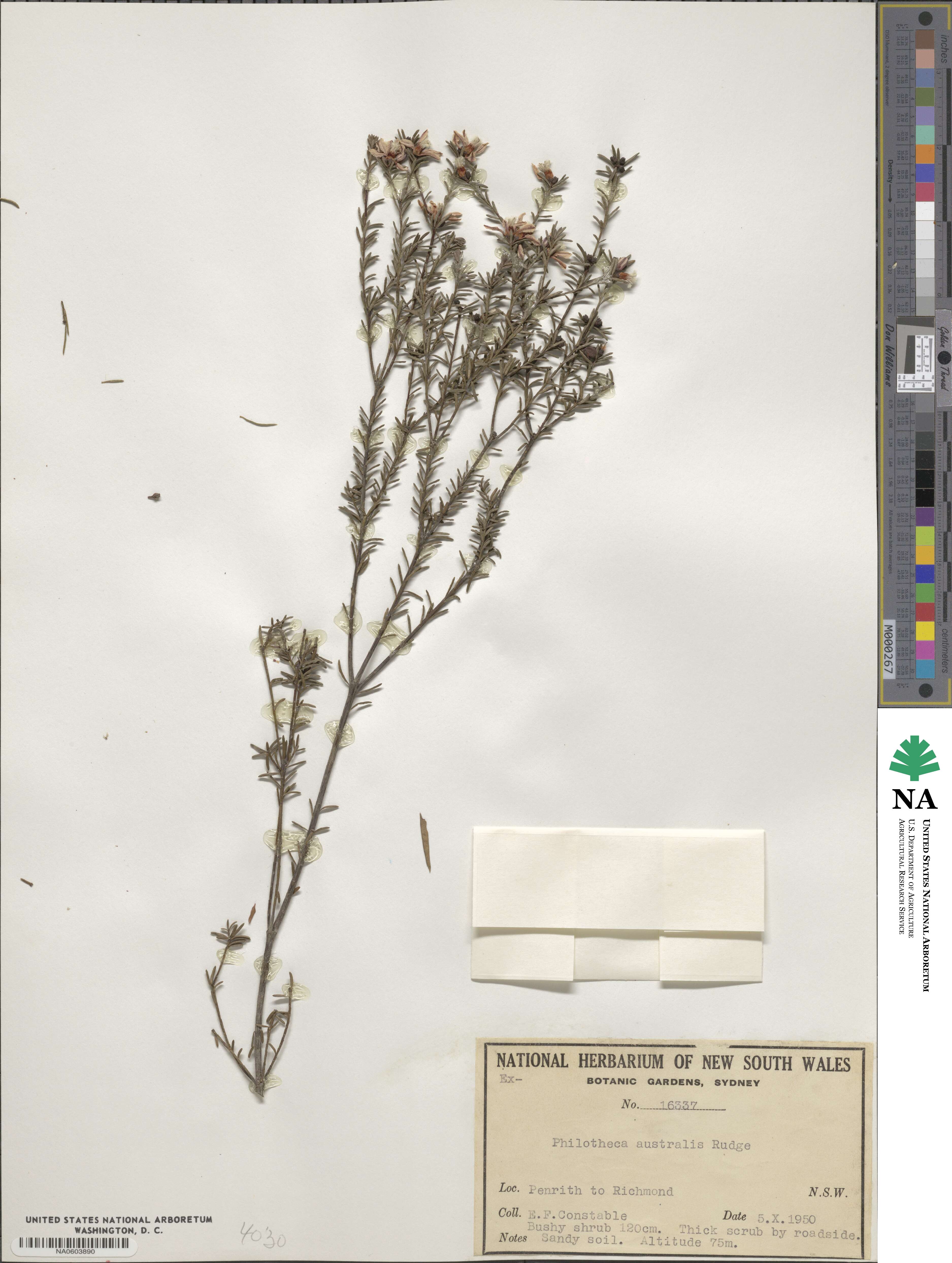 Philotheca ciliata image