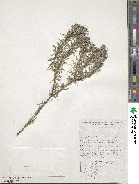 Philotheca salsolifolia image